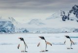 Gentoo penguins, Antarctica