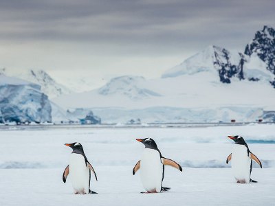 Gentoo penguins, Antarctica