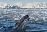 Humpback Antarctica