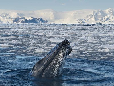 Humpback Antarctica