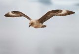 Skua, Antarctica