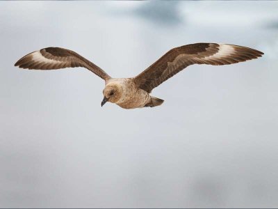 Skua, Antarctica