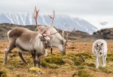 Svalbard reindeer