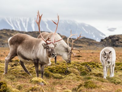 Svalbard reindeer