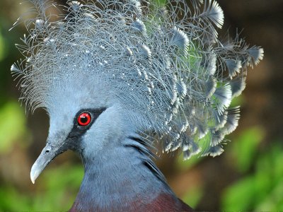 Crowned Pigeon, Papua New Guinea