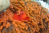 Clown Fish, Snorkelling