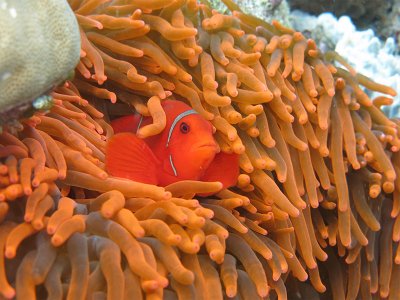 Clown Fish, Snorkelling