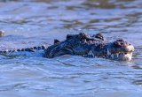 Saltwater crocodile, Australia, Heritage Expeditions