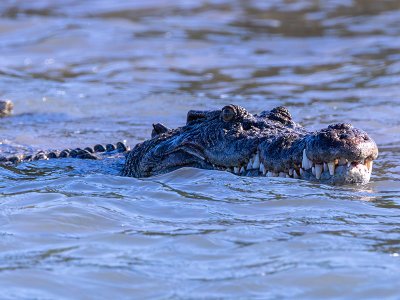 Saltwater crocodile, Australia, Heritage Expeditions