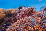 Reef, Micronesia