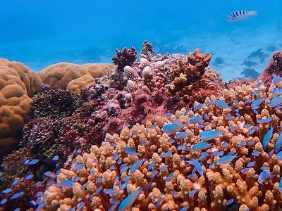 Reef, Micronesia