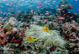 Reef, Soloman Islands