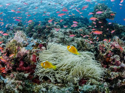 Reef, Soloman Islands