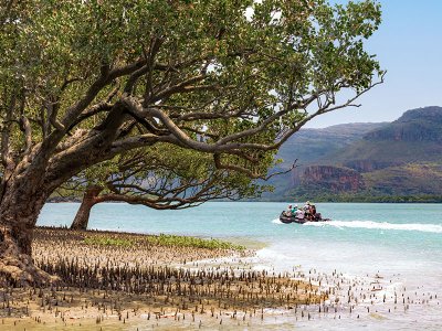 Kimberley mangroves