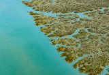 Mangroves, Kimberley