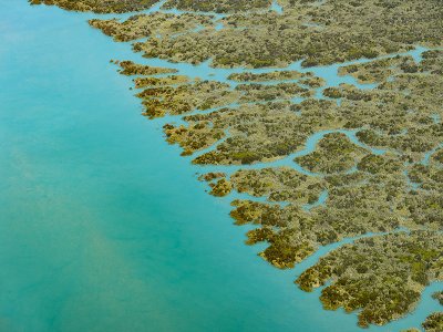 Mangroves, Kimberley