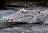 Saltwater crocodile