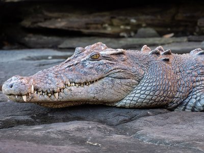 Saltwater crocodile