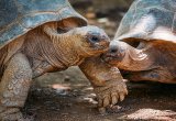 Aldabra tortoises