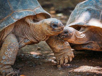 Aldabra tortoises