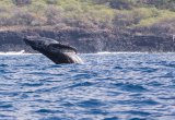 Humpback whale Hawaii