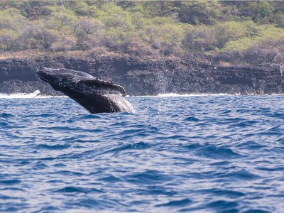 Humpback whale Hawaii