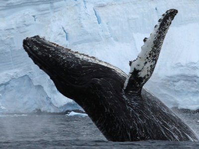 Humpback, Antarctica