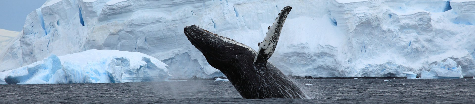 Humpback, Antarctica