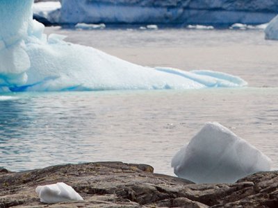 Penguin Antarctica