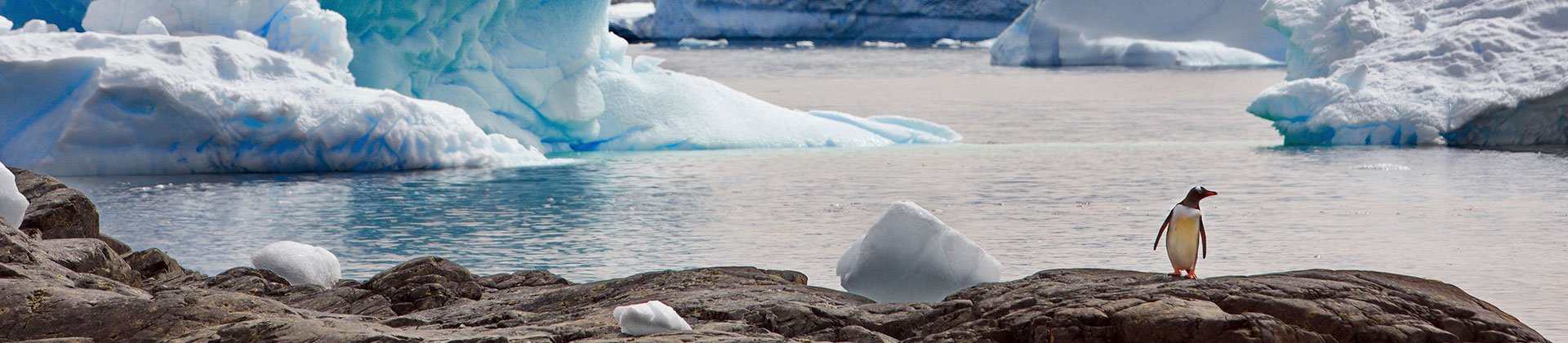 Penguin Antarctica