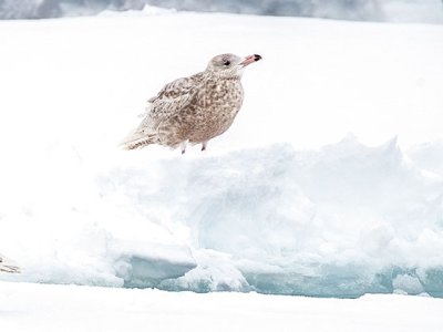 Arctic birds