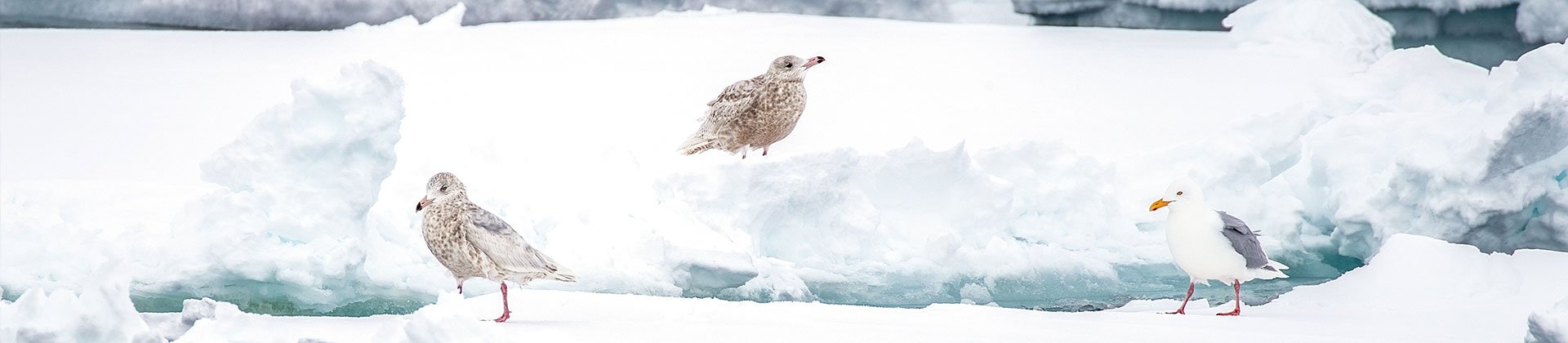 Arctic birds