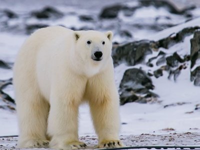 Svalbard polar bear