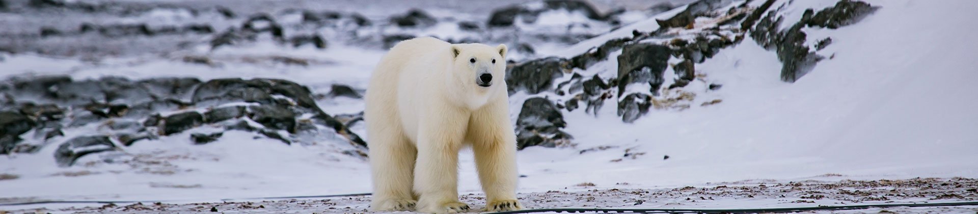 Svalbard polar bear