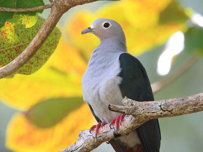 Imperial Pigeon, Papua New Guinea