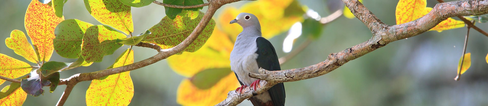 Imperial Pigeon, Papua New Guinea