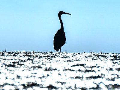 Montgomery Reef, Kimberley