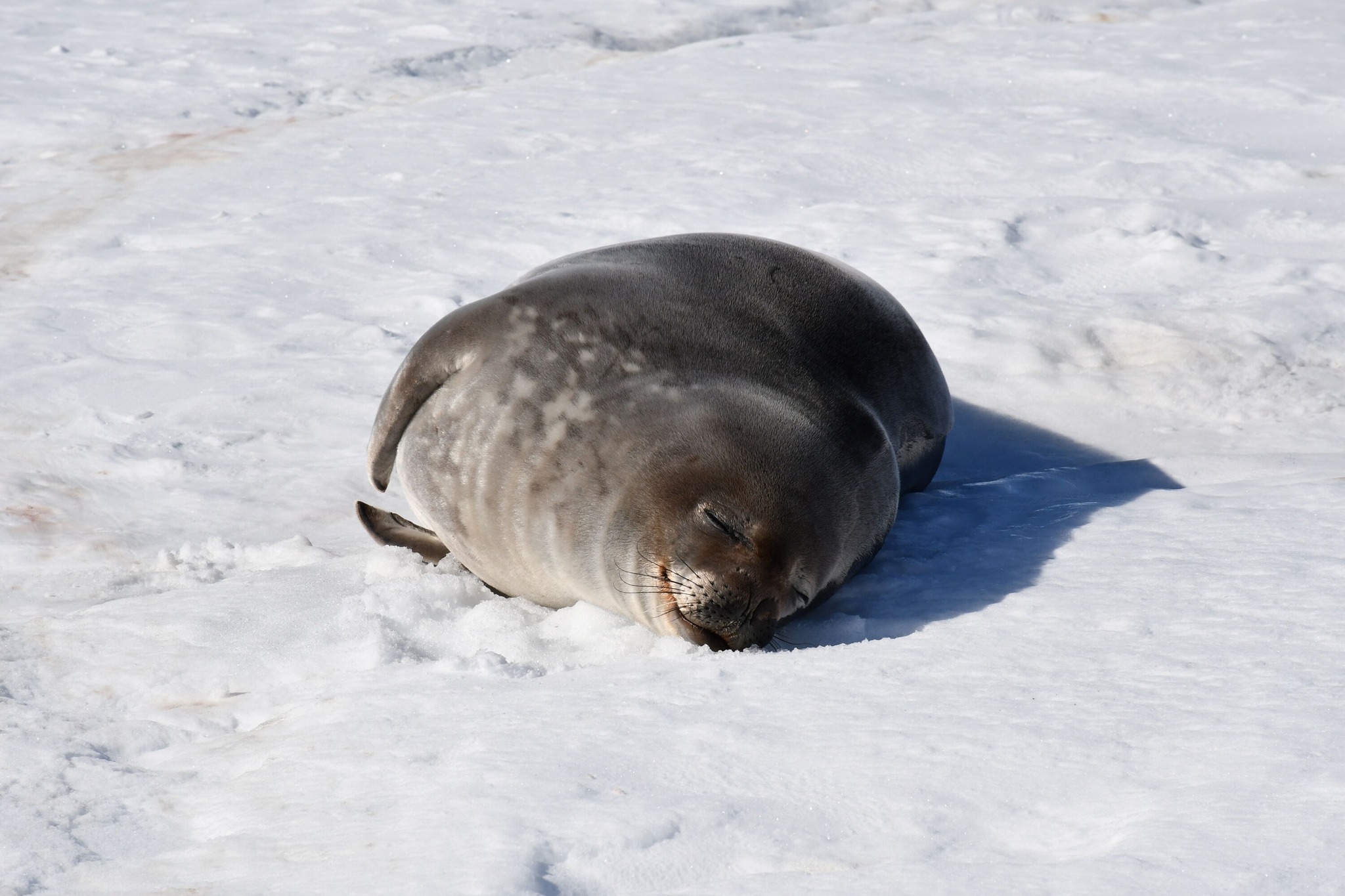 A seal enjoys the sun's warmth during a snooze