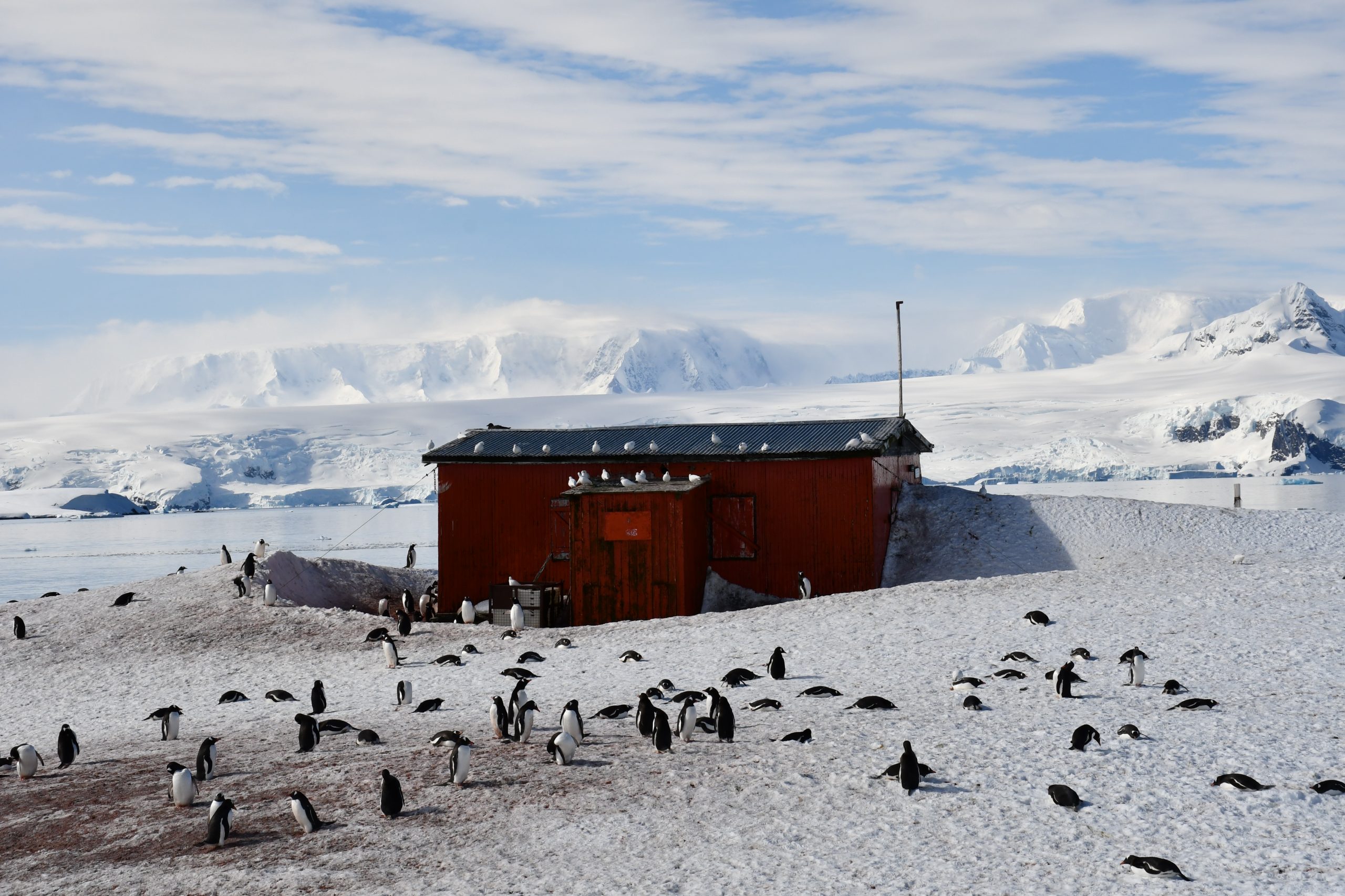 Penguin life on the peninsula 