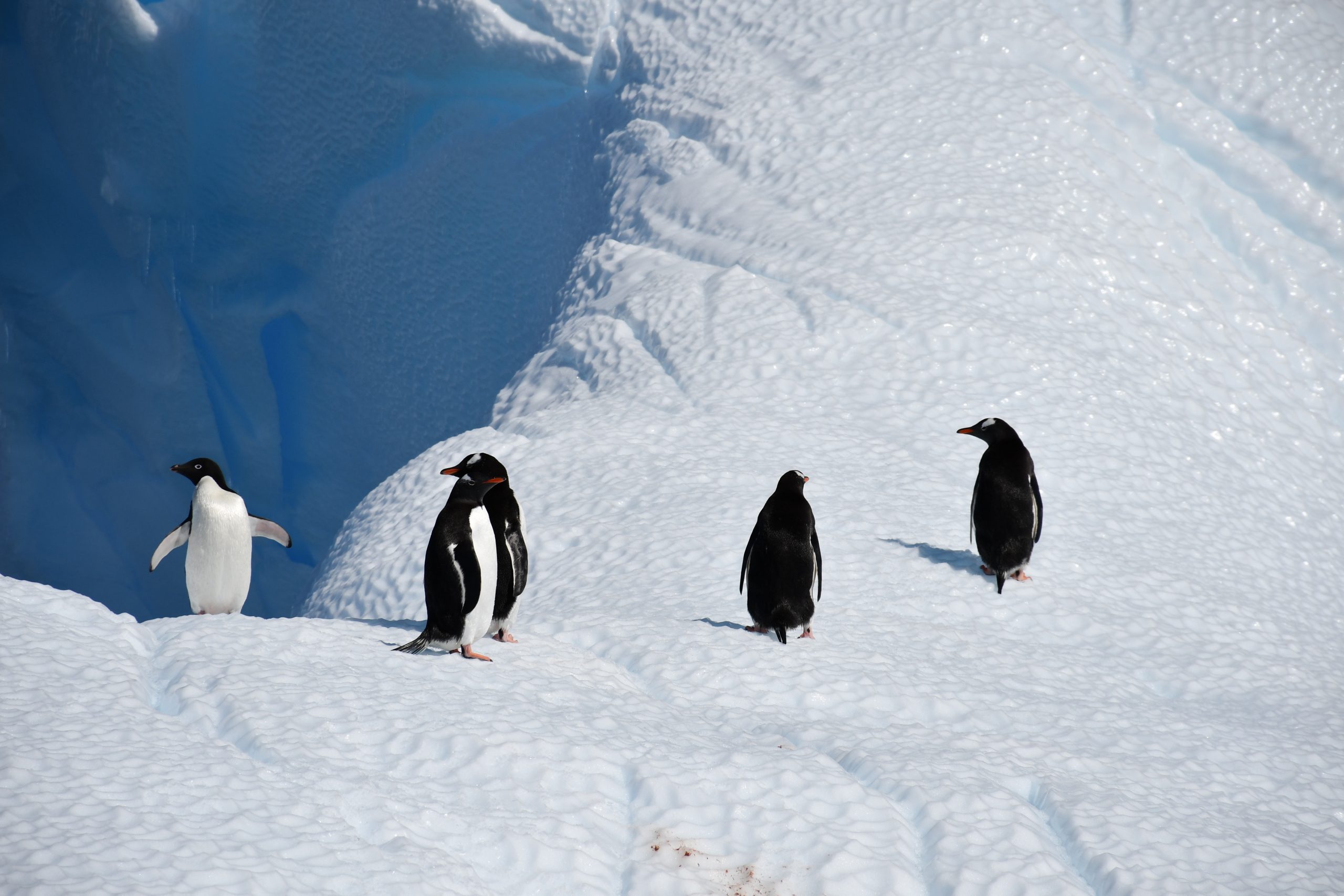 Adelie penguins: well equipped for changeable conditions