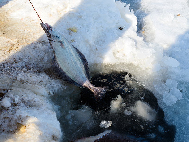 Ice fishing in Greenland