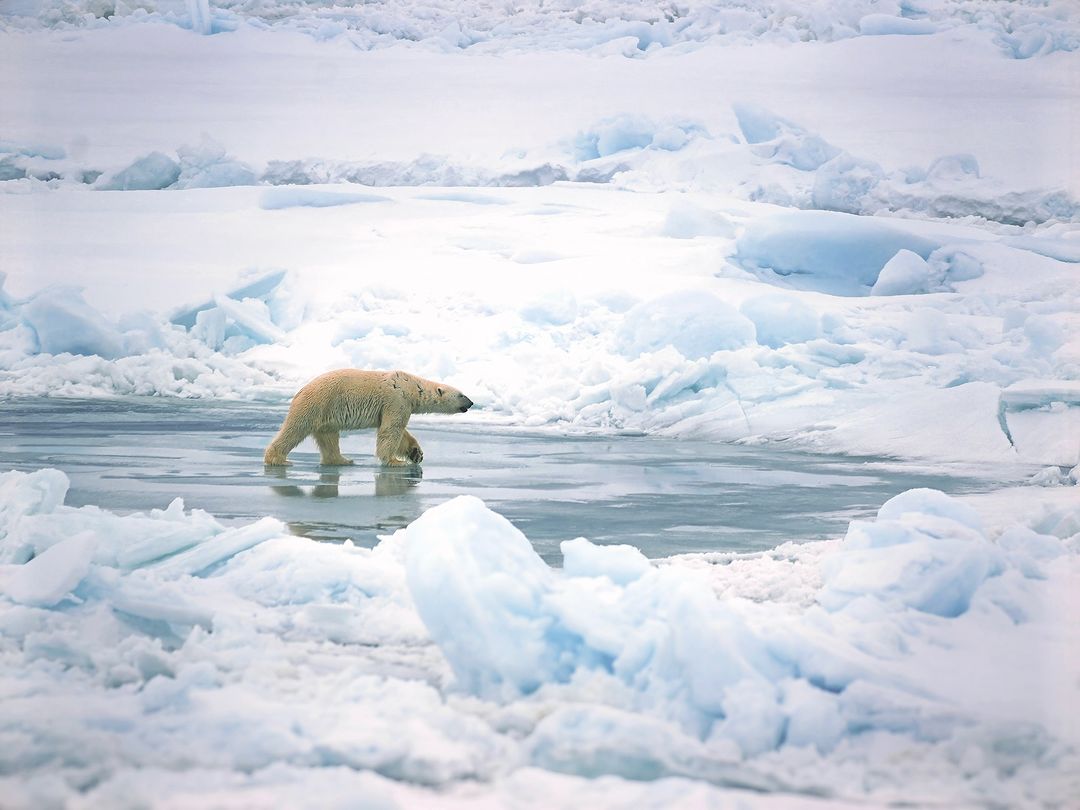 Lucy's photo of a marauding polar bear