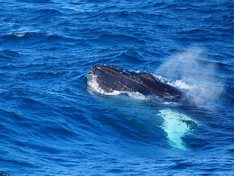 Lucy's photo of a breaching whale from a zodiac