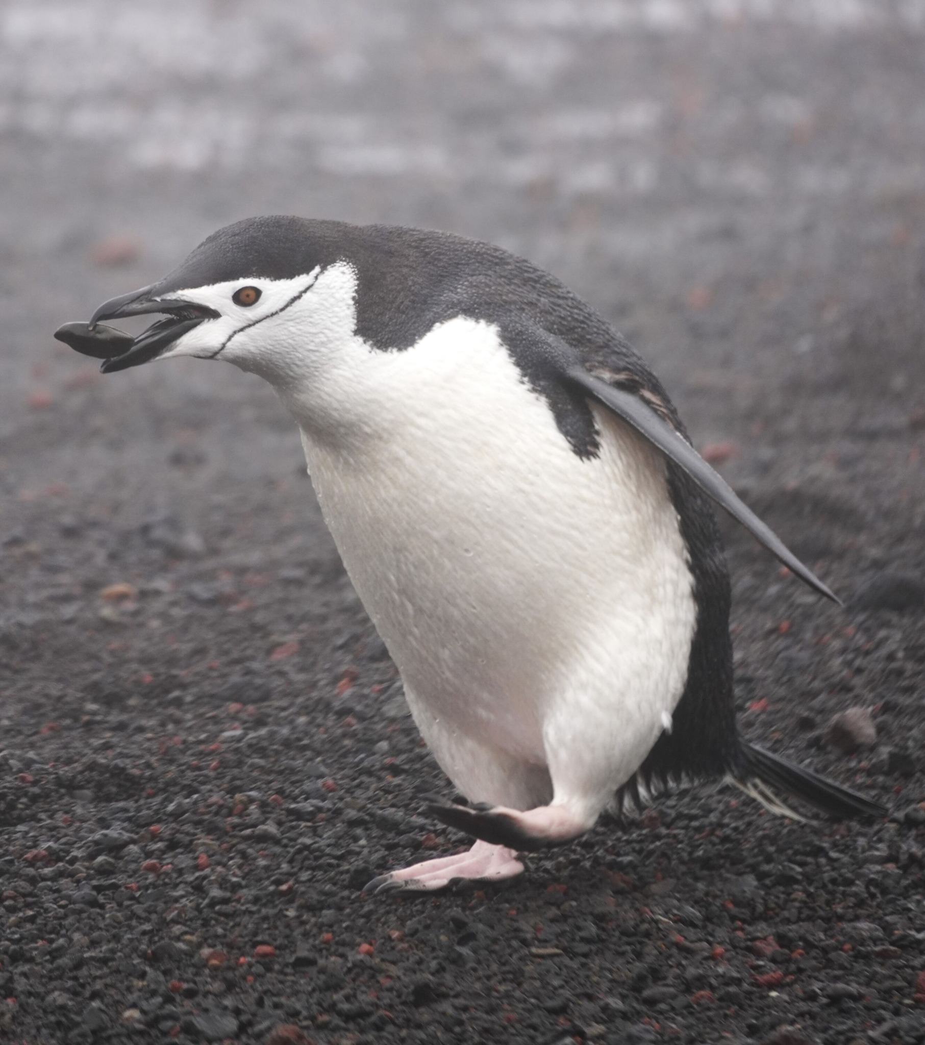 Lucy's photo chinstrap penguin collecting pebbles