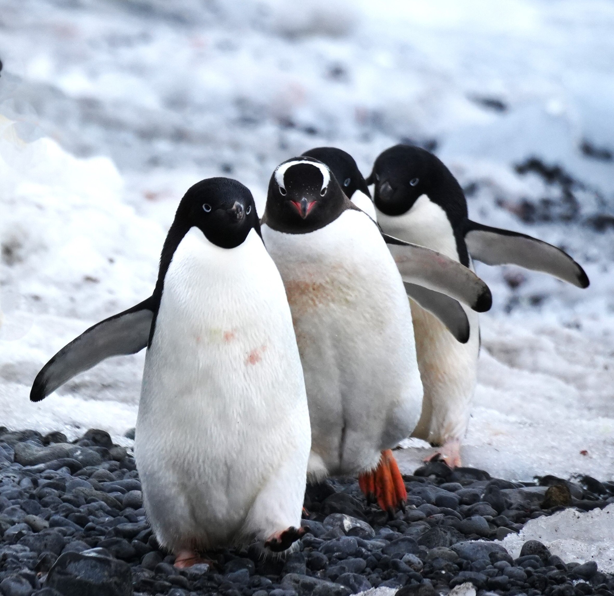 Lucy's photo of Adelie and Gentoo penguins in a row