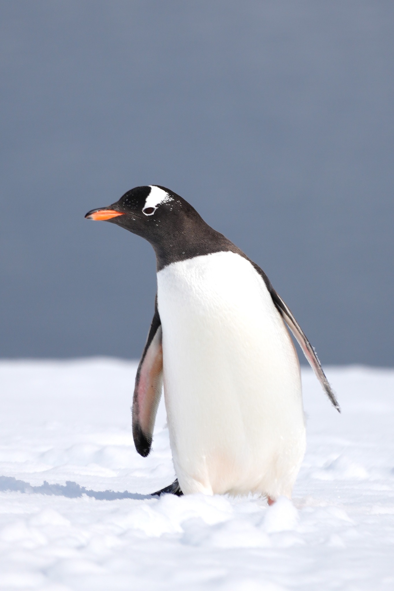 Lucy snaps a Gentoo penguin