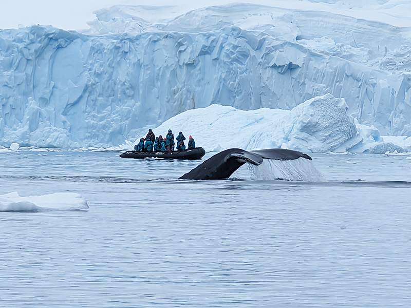 A whale's tail breech captured by Lucy