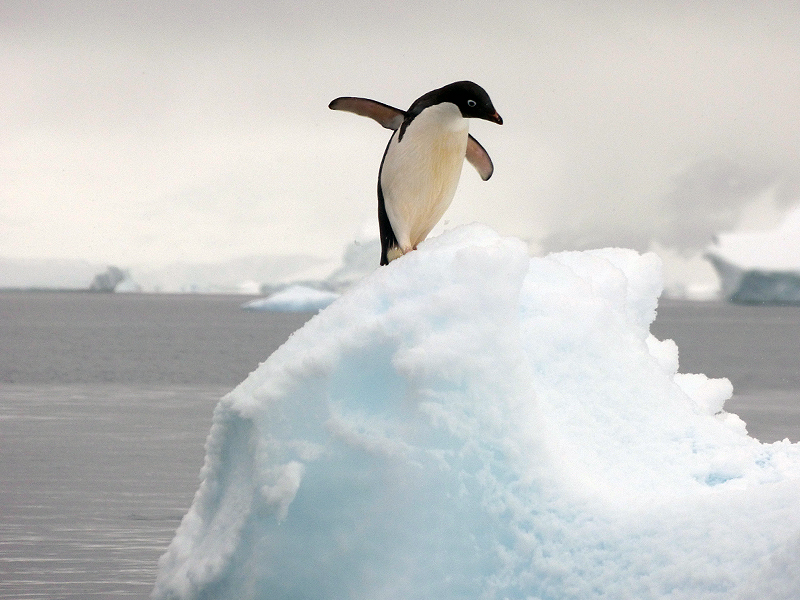 Laura's great shot of the perching Adelie penguin