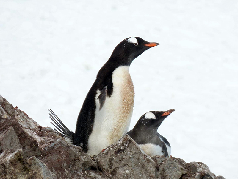 Laura captures a pair of gentoo penguins resting on the rocks