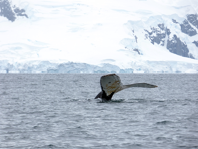 Whale tail fluke captured by Laura